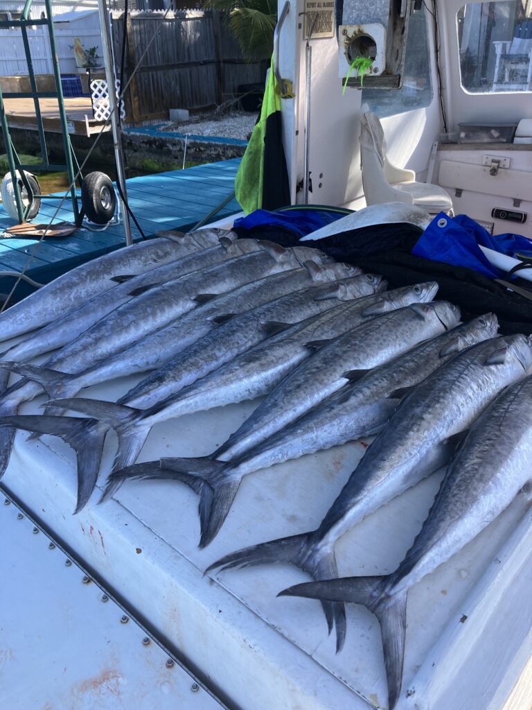 Fresh caught local florida keys fish ready to be delivered to local restaurants.