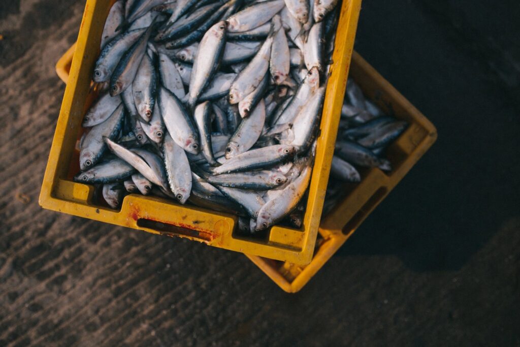 Key West fresh fish wholesaler delivering fresh fish from the boat to your business.